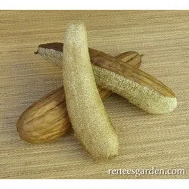 Gourds, Compact Vining, Bath Loofahs by Renee's Garden