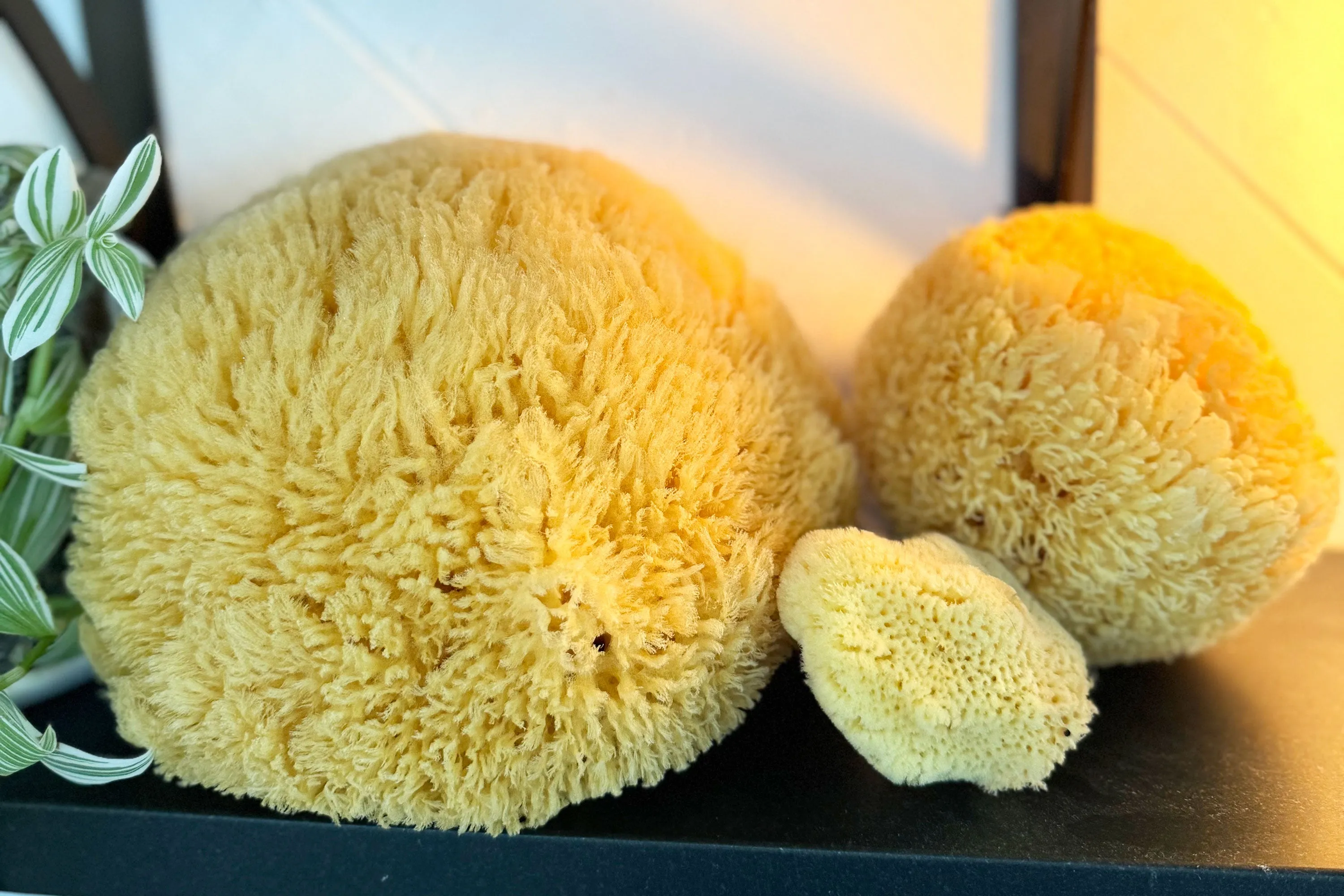 Mediteranean Sea Sponges